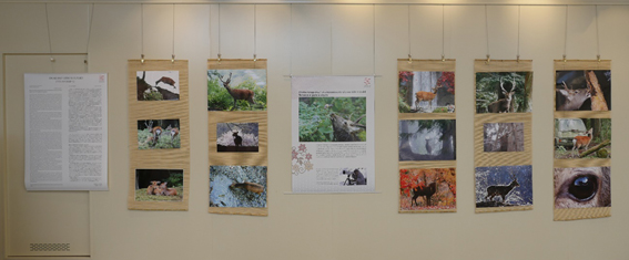 木村正夫氏撮影の「丹沢の鹿から人類への警鐘」の写真展